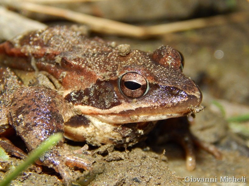 Rana da ID: Rana dalmatina, maschio